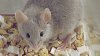 Ученые вернули зрение мыши