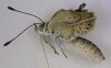 У бабочек в Фукусиме найдены «тяжелые аномалии»